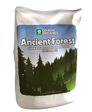 gh Ancient forest